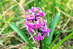 紫色兰草