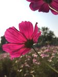 格桑花