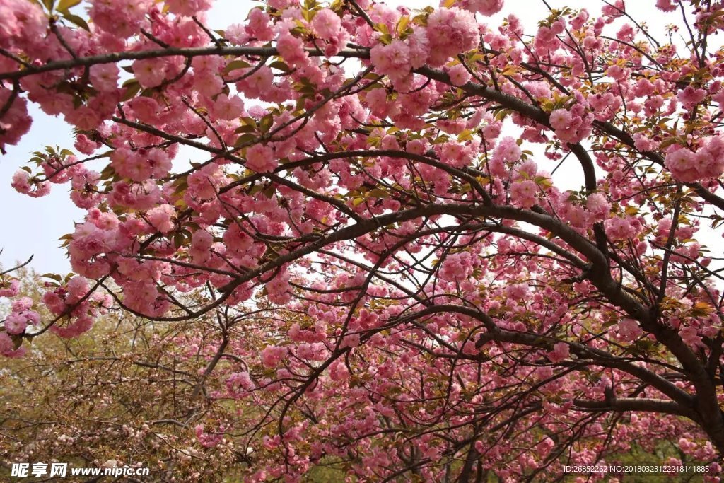 樱花