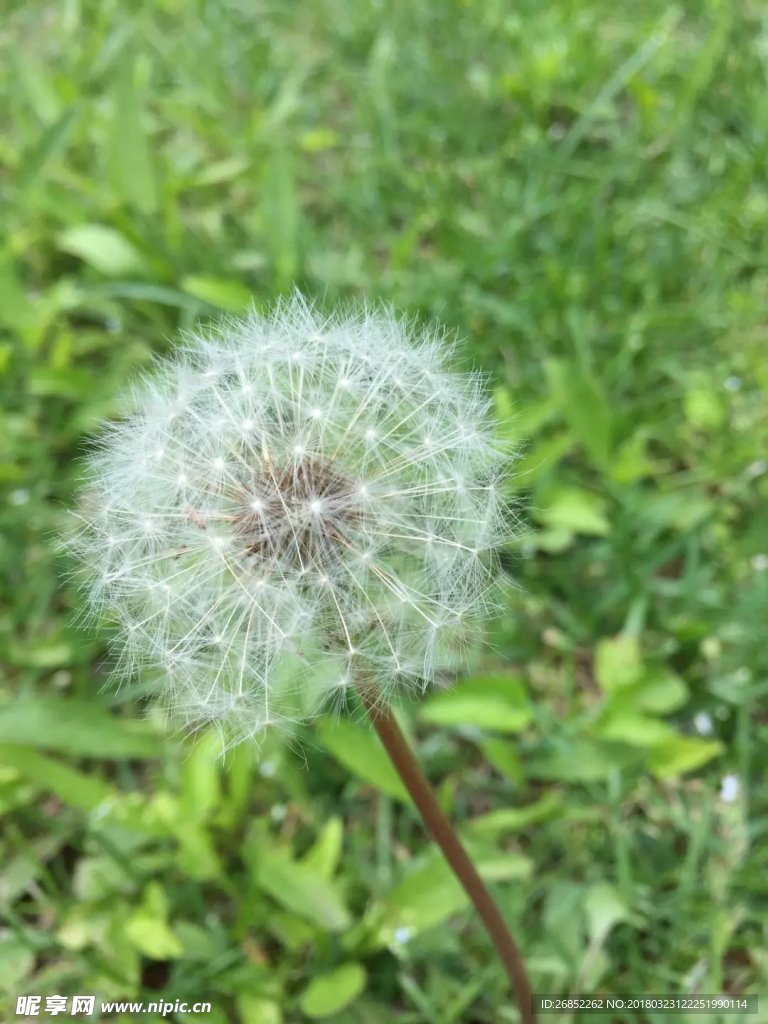 蒲公英
