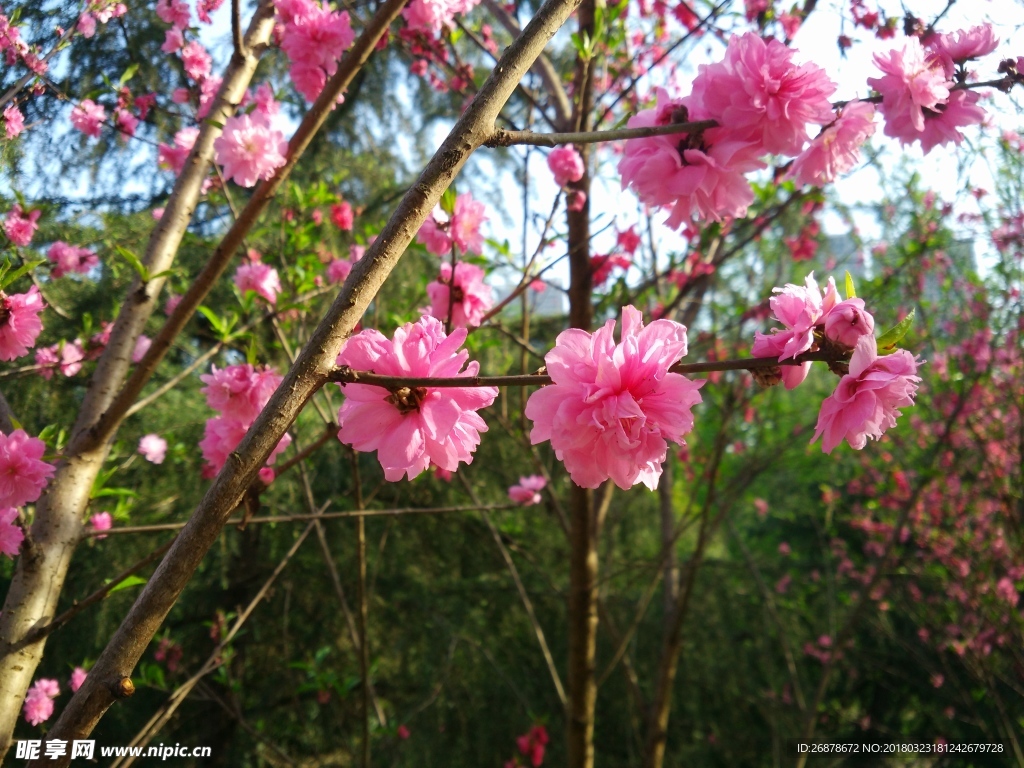 桃花