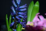风信子 蓝色 红色 紫色 植物