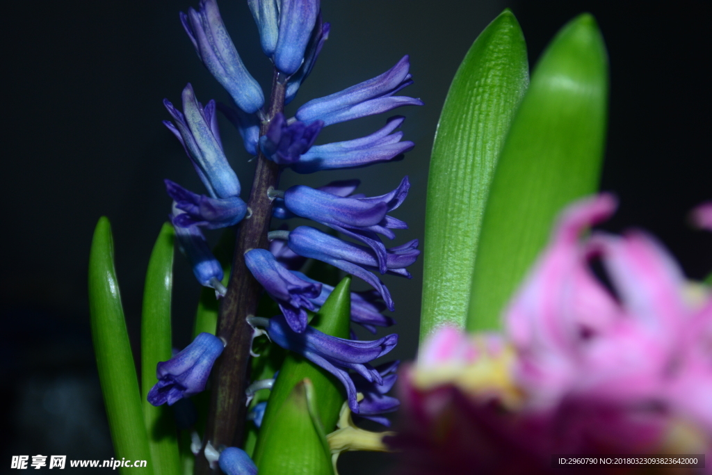 风信子 蓝色 红色 紫色 植物
