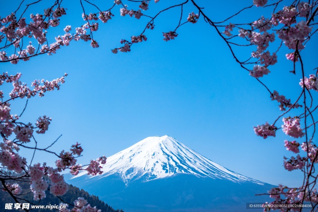 樱花