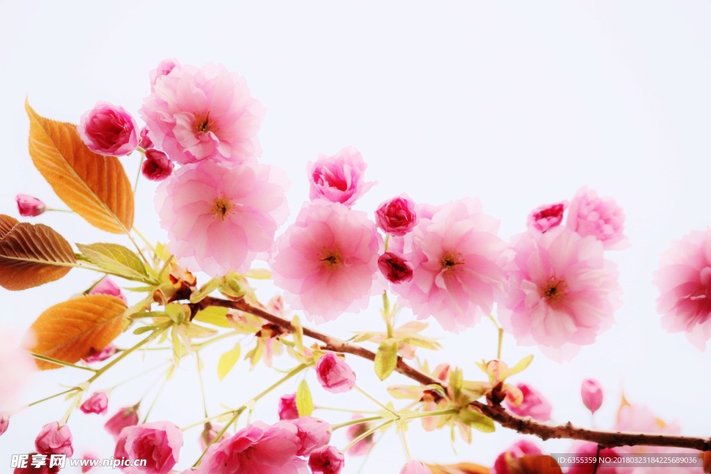 樱花