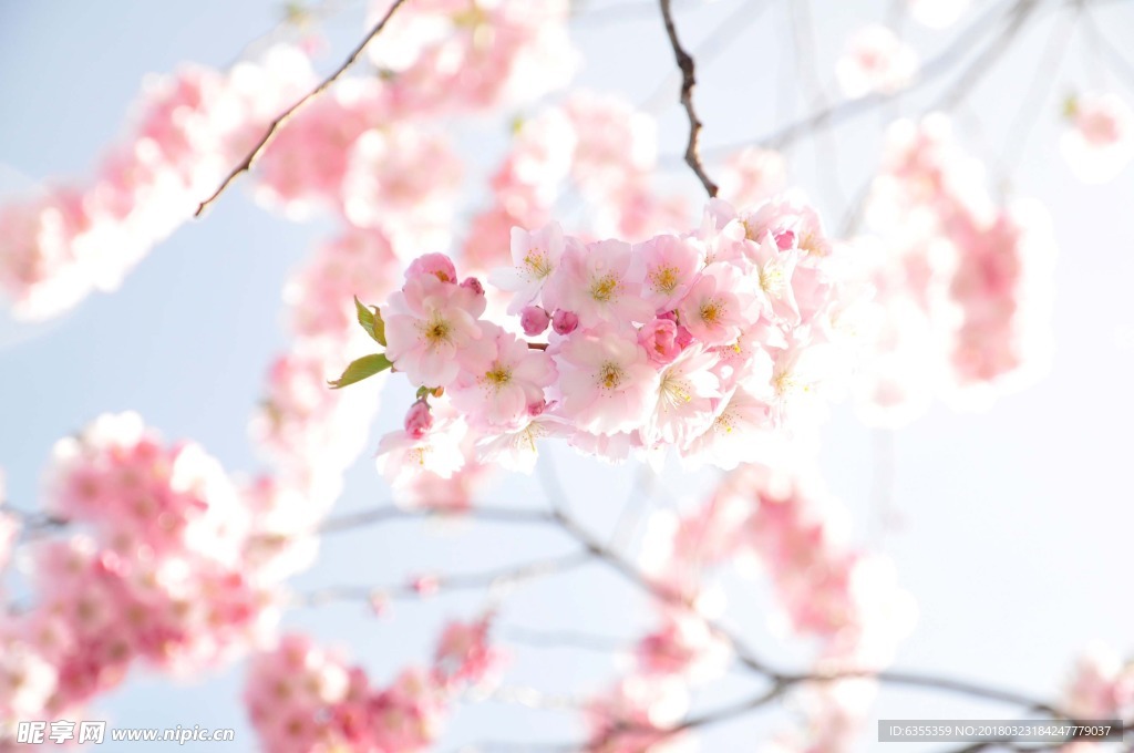 樱花