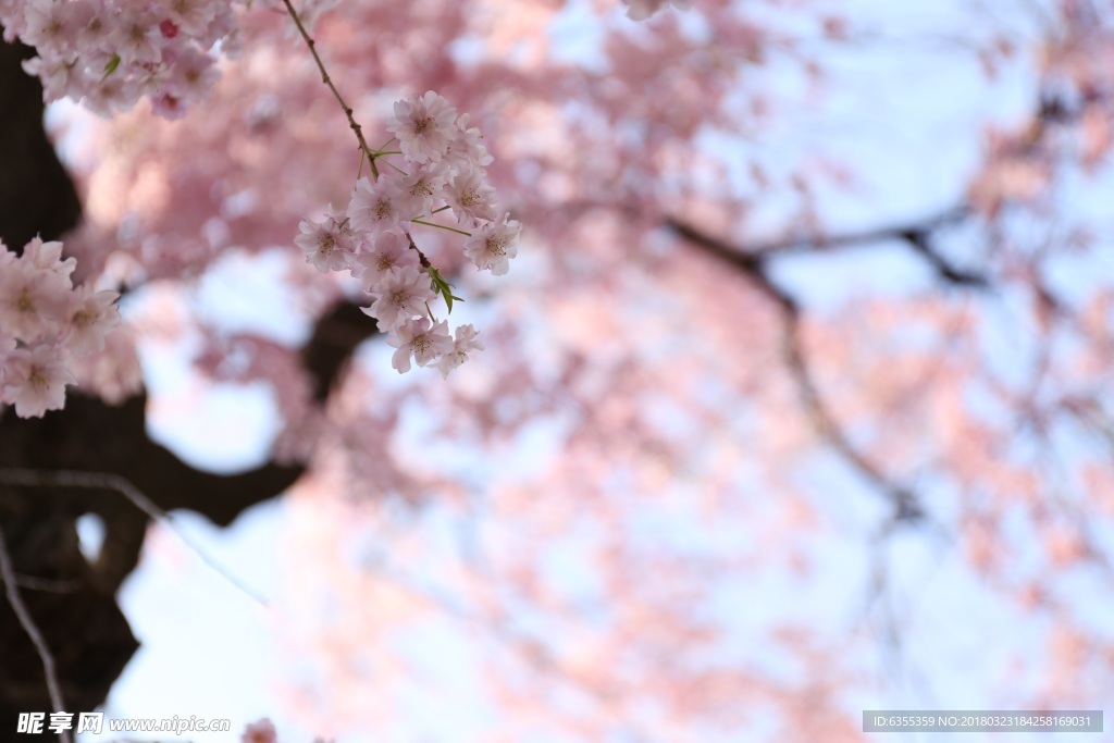樱花
