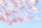 粉色樱花