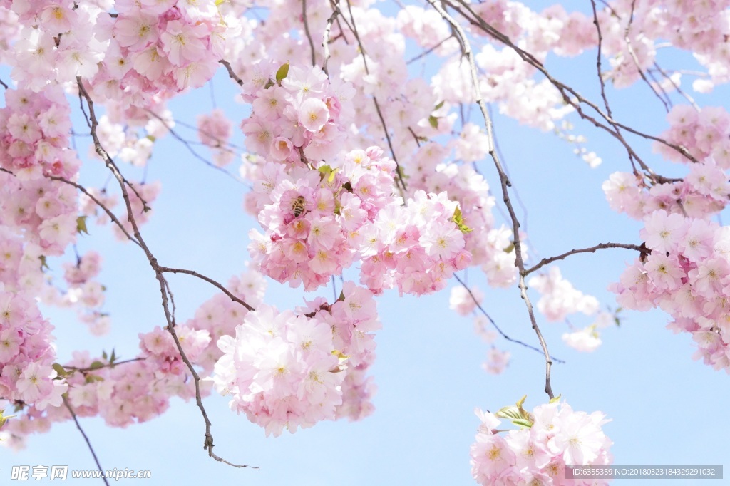 樱花