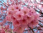 粉色樱花