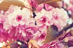 粉色樱花