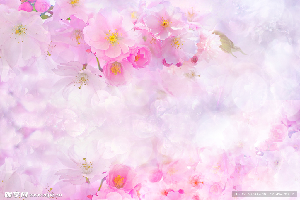 粉色樱花