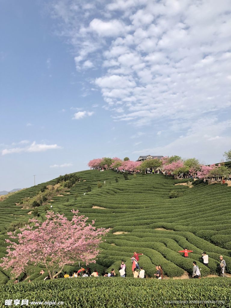 樱花