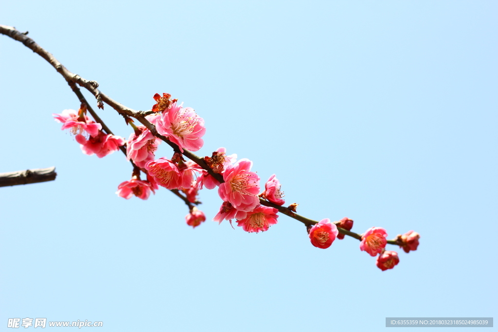 樱花