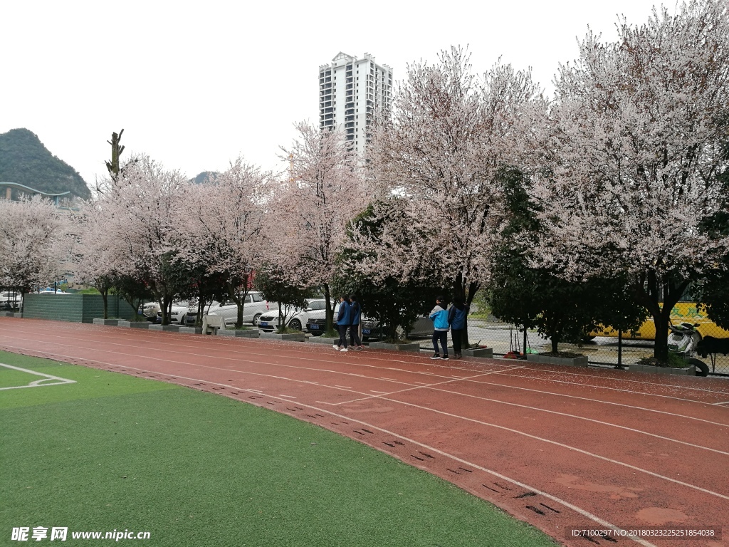 樱花素材