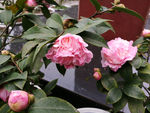 山茶花