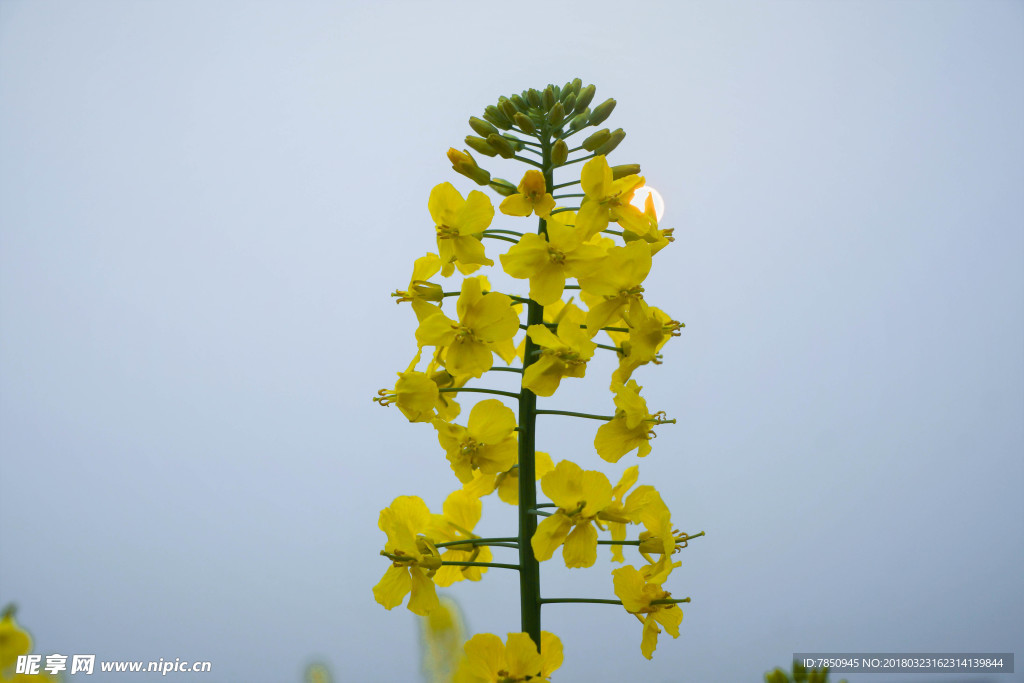 油菜花