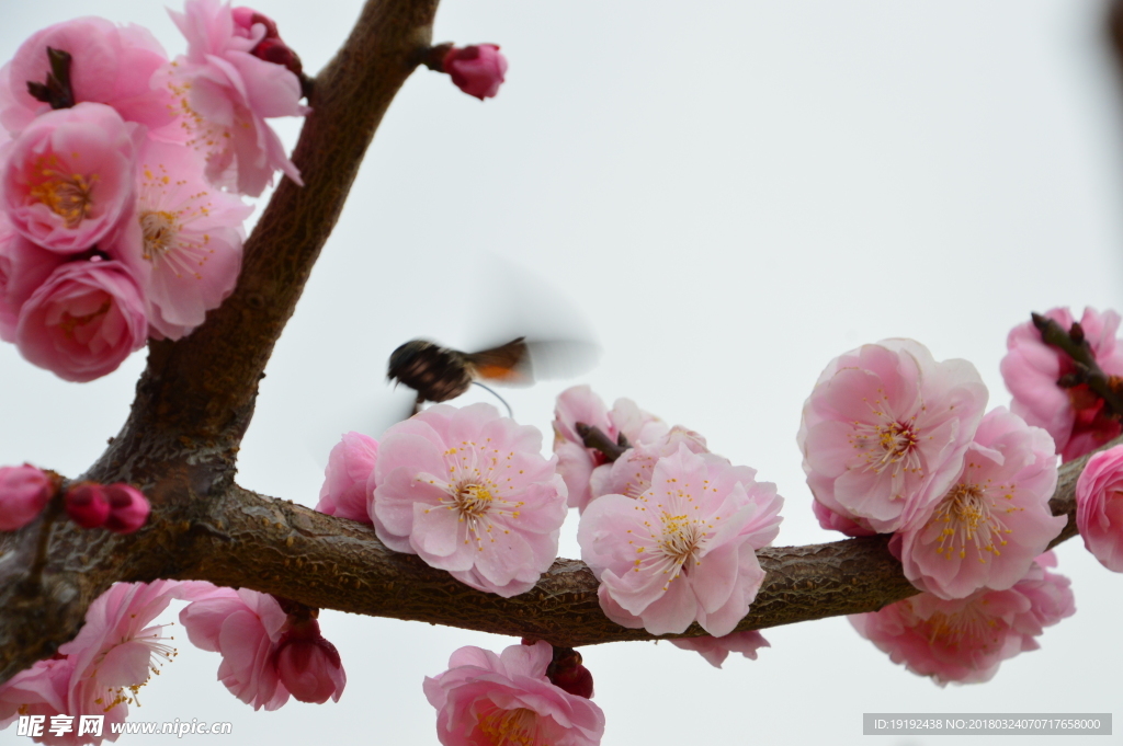 梅花