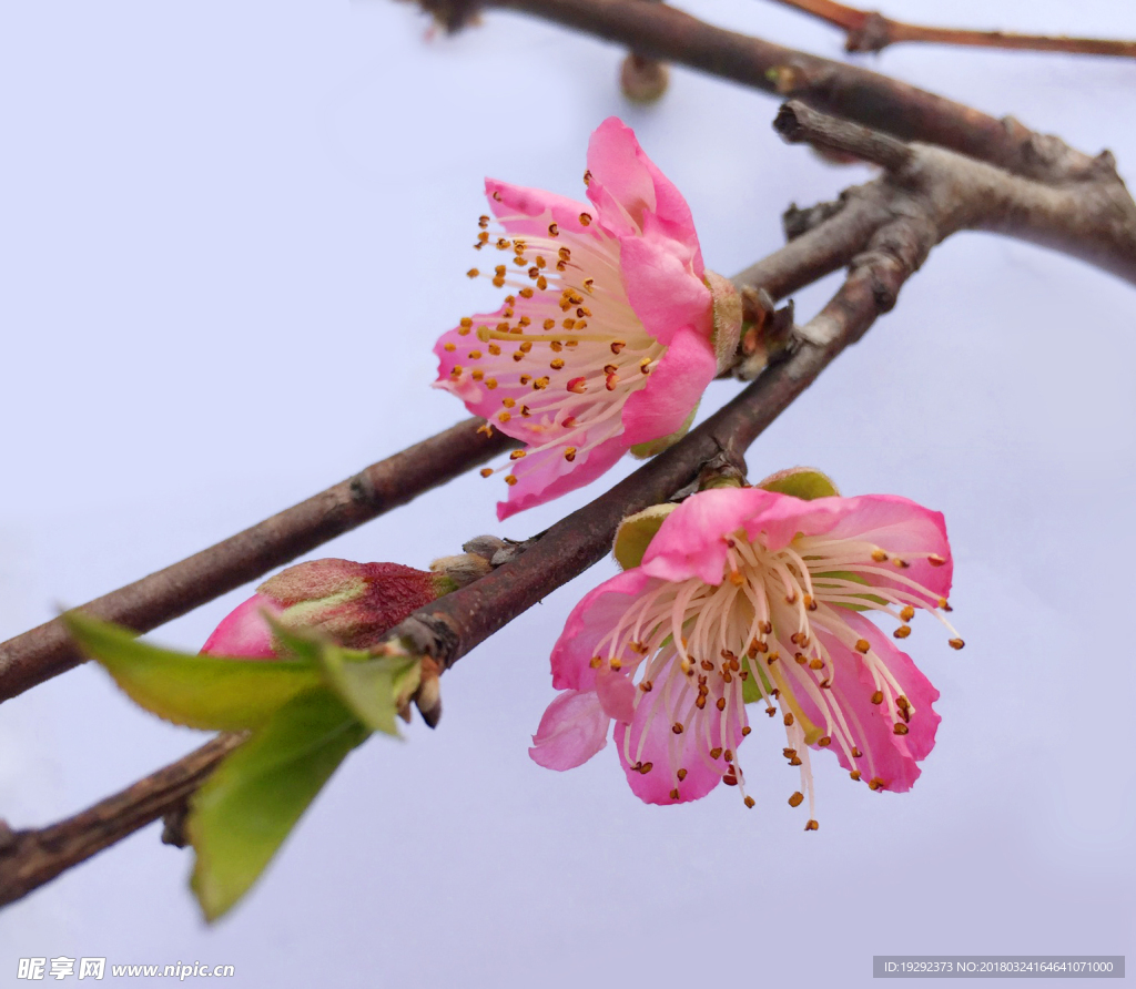 桃花