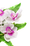 美丽春天鲜花图片
