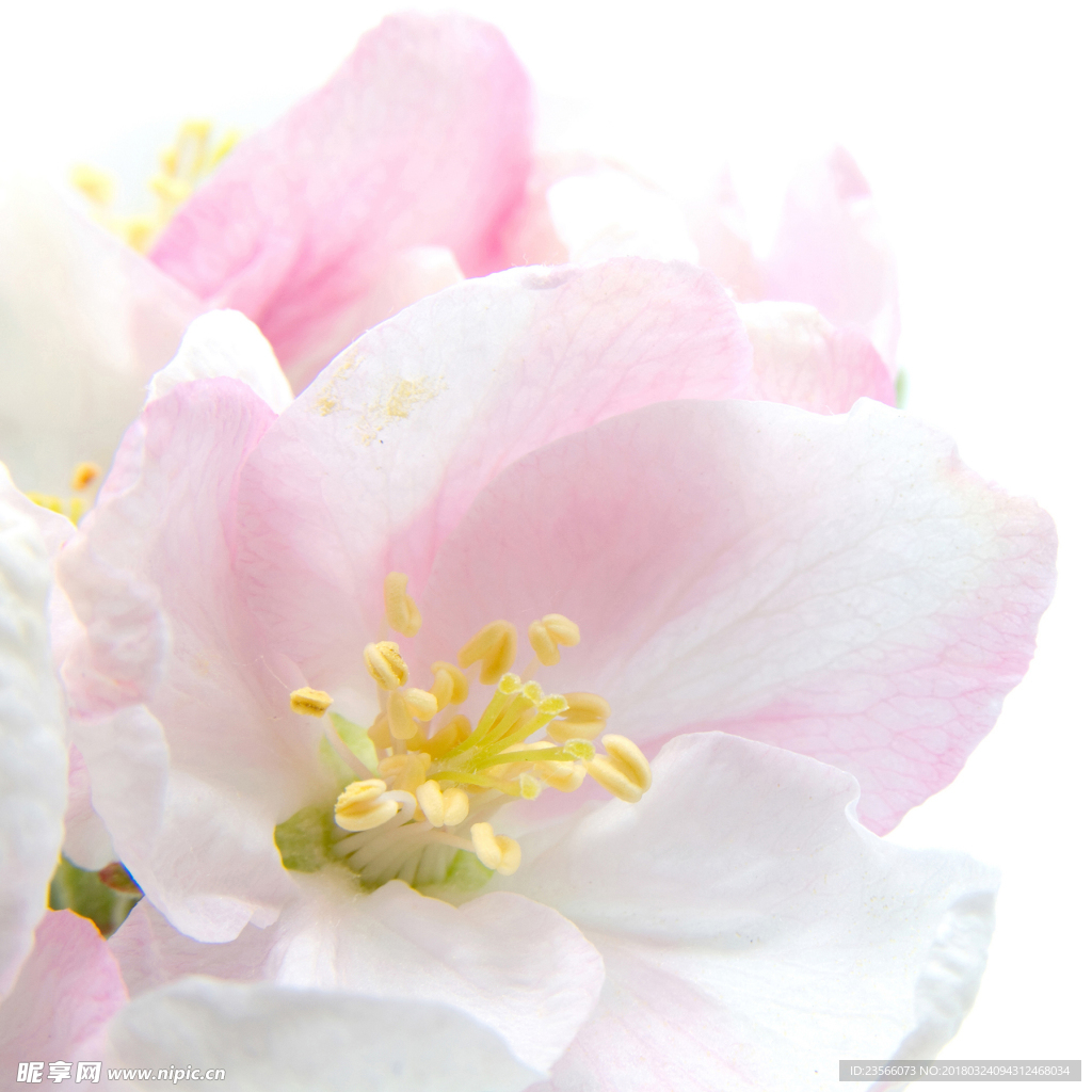 唯美小清新桃花图案