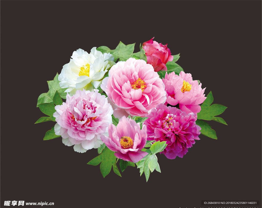 牡丹 牡丹花开 花开富贵