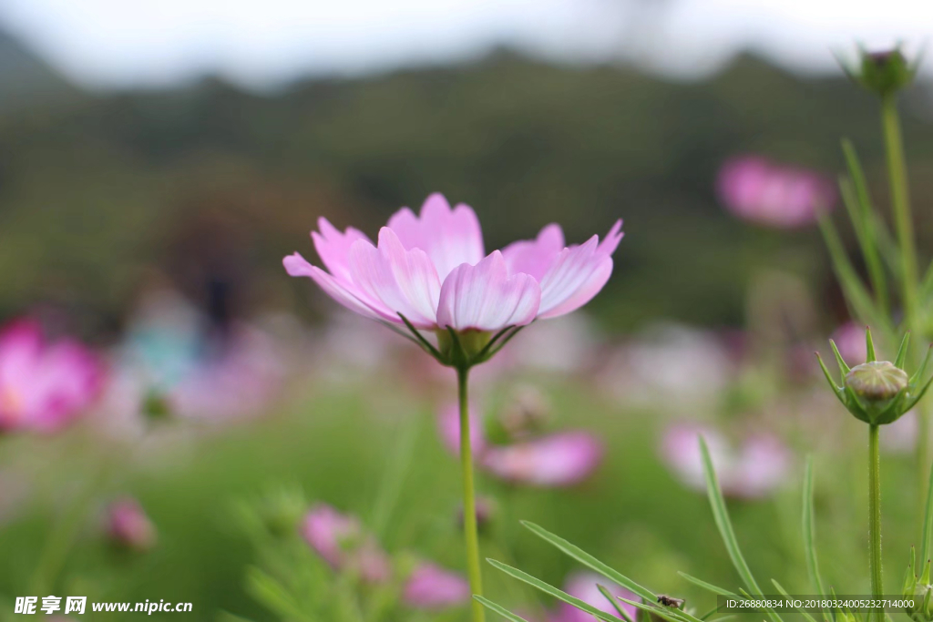 格桑花