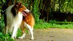 苏格兰牧羊犬