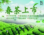 新茶上市