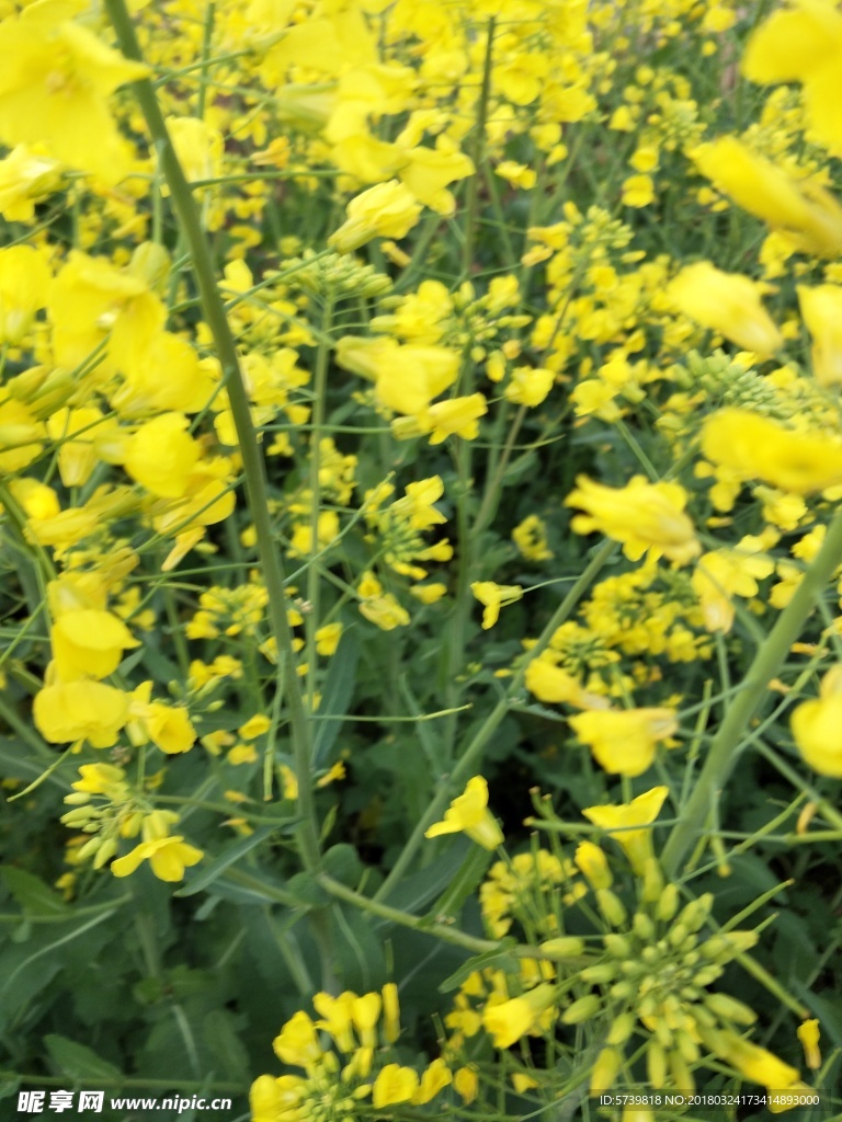 油菜花 春天 黄色 农村 农田