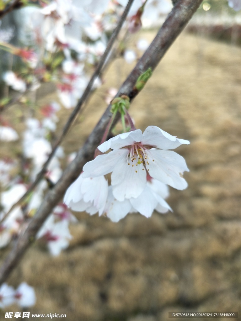樱花 盛开的樱花 樱花观赏 樱