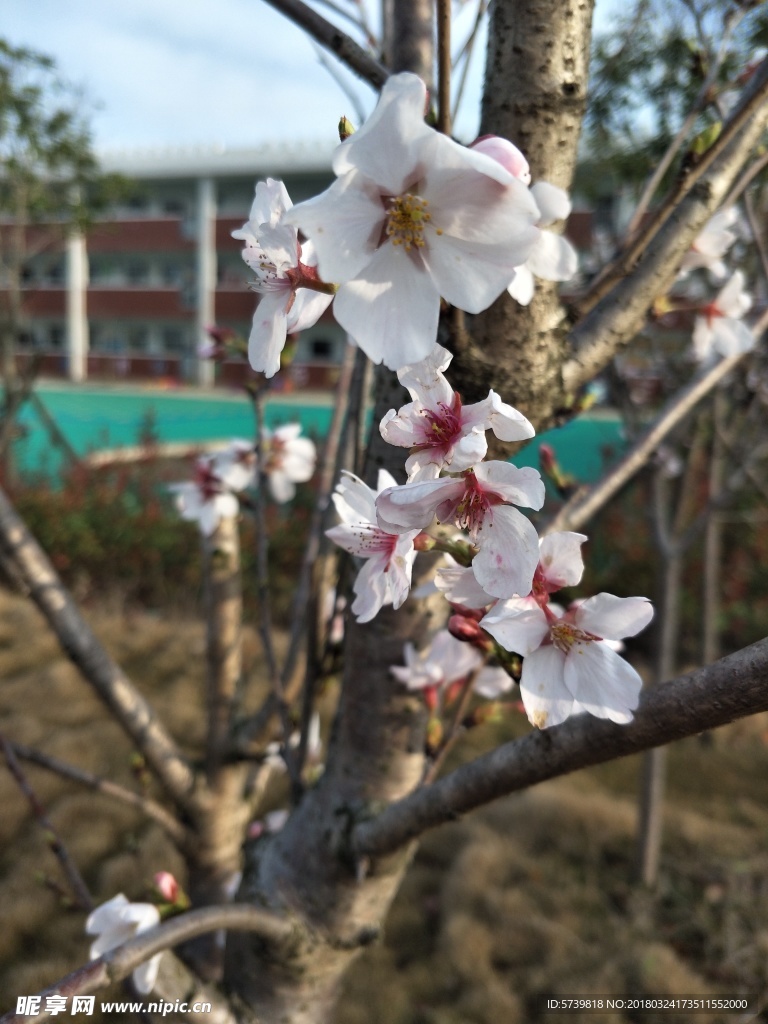 樱花 盛开的樱花 樱花观赏 樱