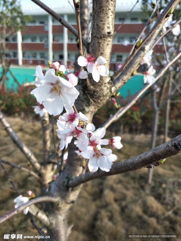 樱花 盛开的樱花 樱花观赏 樱