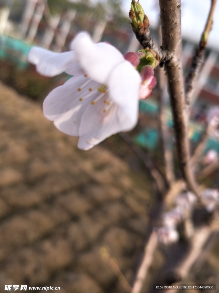 樱花 盛开的樱花 樱花观赏 樱