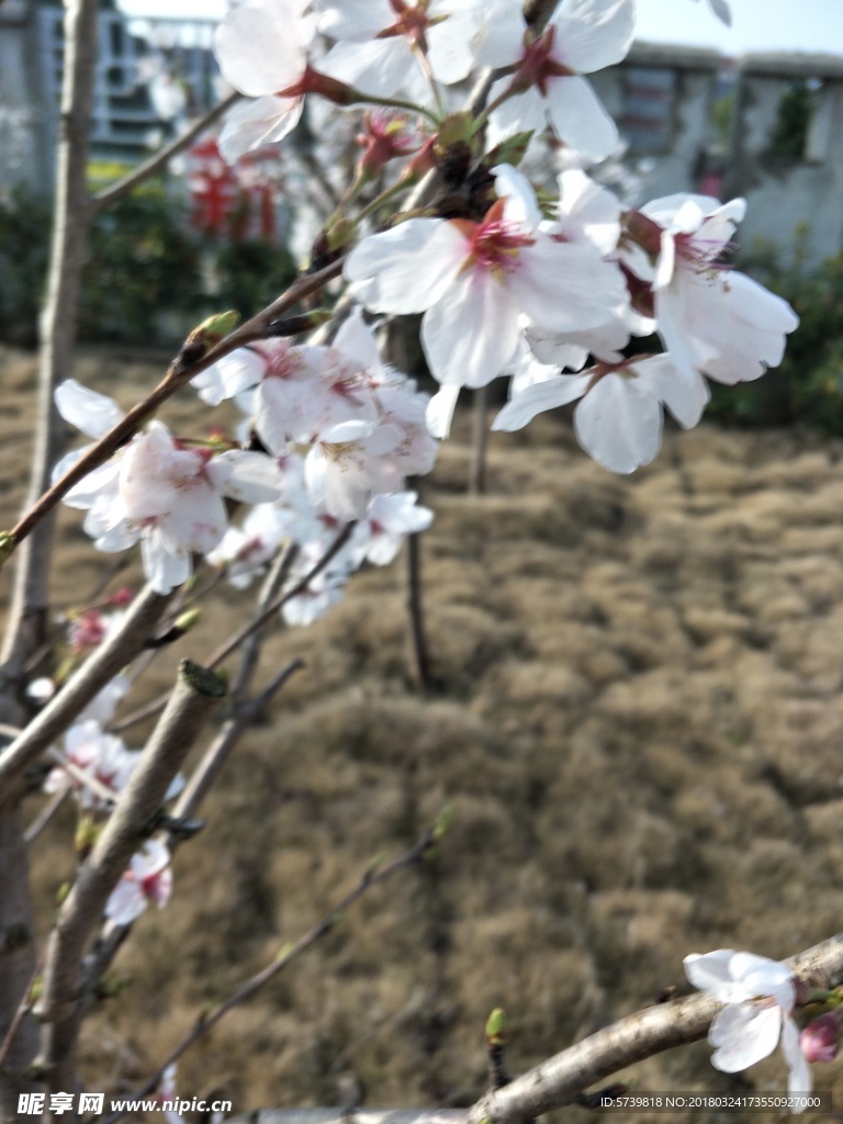 樱花 盛开的樱花 樱花观赏 樱