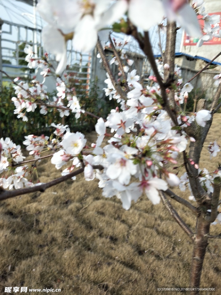 樱花 盛开的樱花 樱花观赏 樱