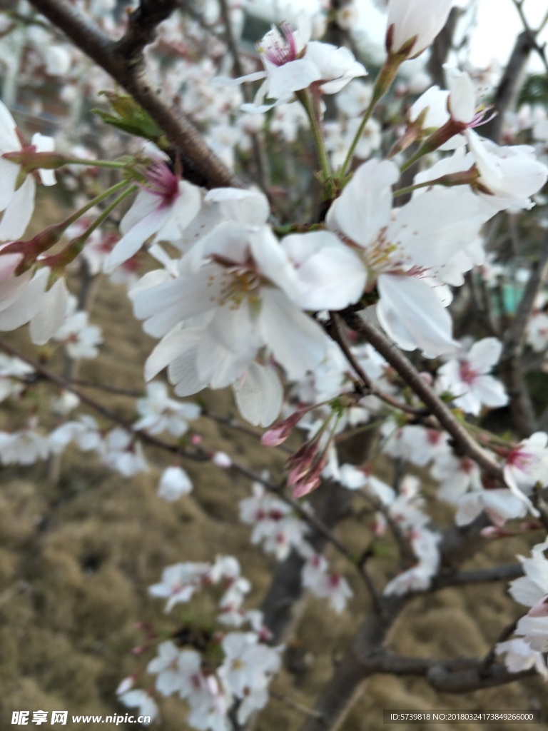 樱花 盛开的樱花 樱花观赏 樱