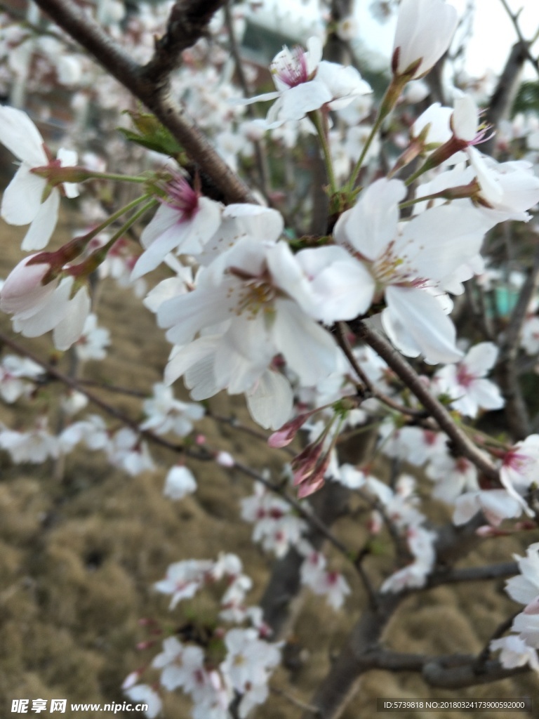 樱花 盛开的樱花 樱花观赏 樱