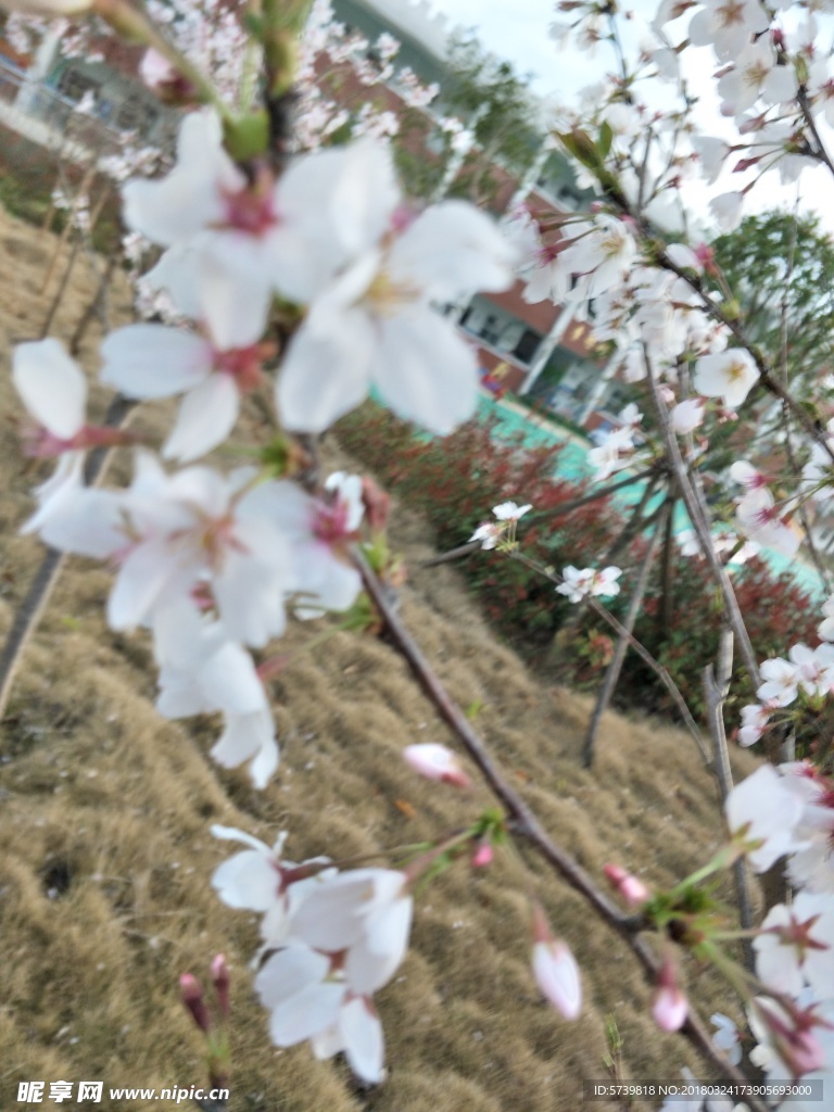 樱花 盛开的樱花 樱花观赏 樱