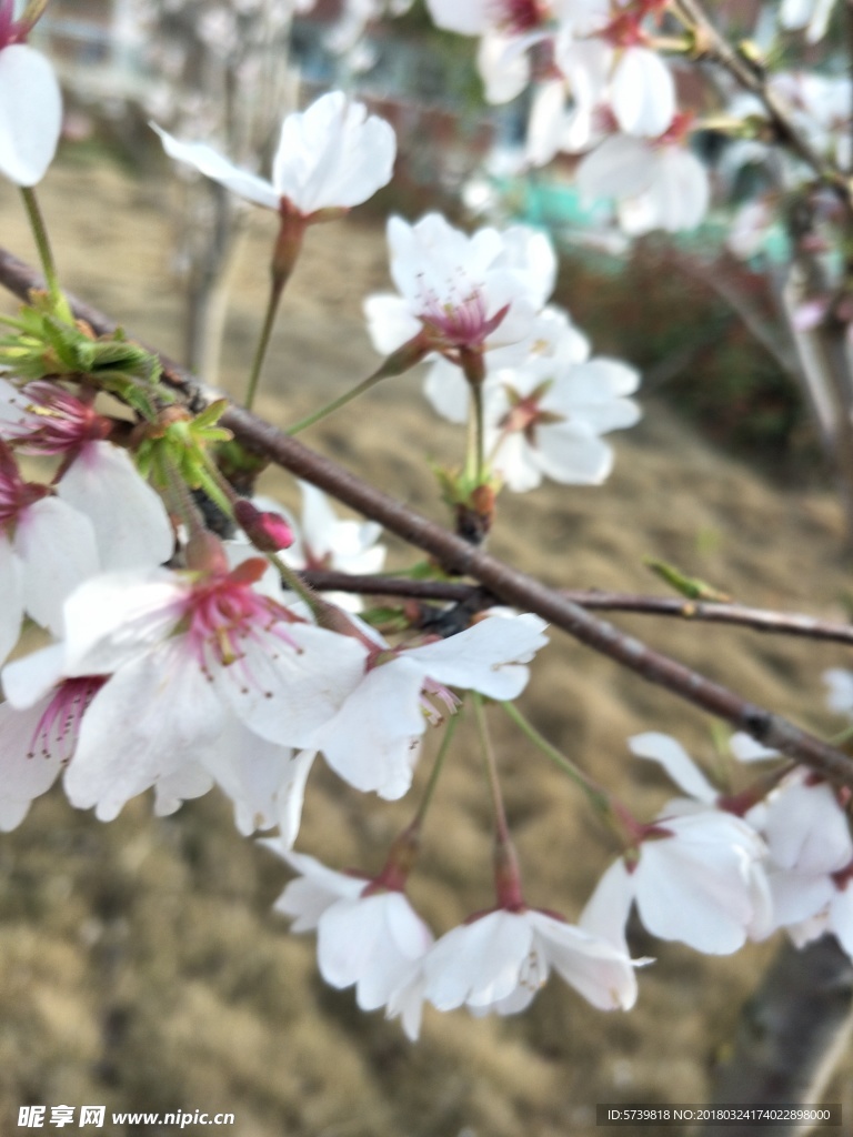 樱花 盛开的樱花 樱花观赏 樱