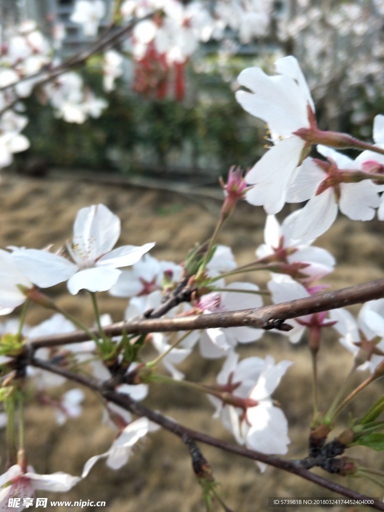 樱花 盛开的樱花 樱花观赏 樱