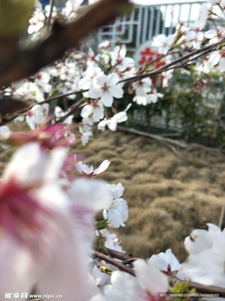 樱花 盛开的樱花 樱花观赏 樱