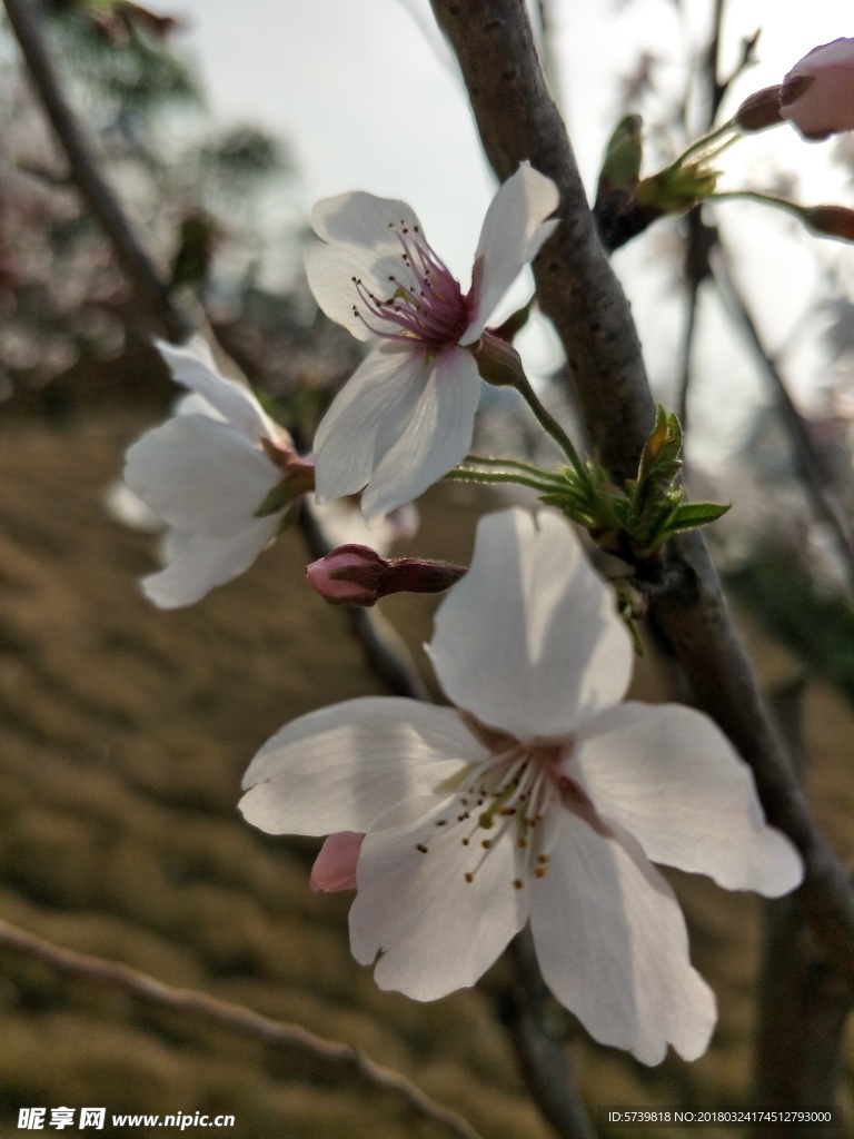 樱花 盛开的樱花 樱花观赏 樱