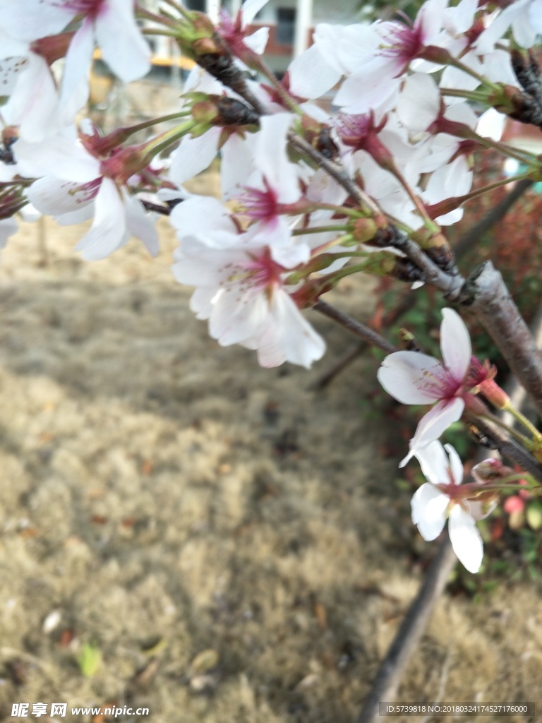 樱花 盛开的樱花 樱花观赏 樱