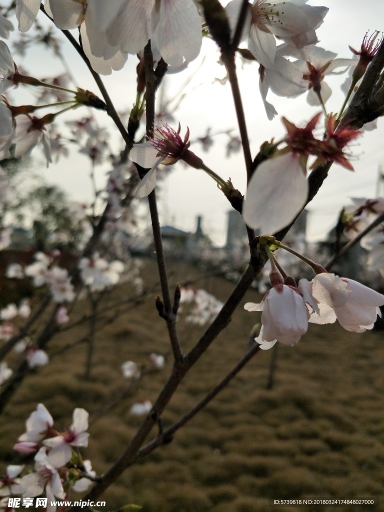 樱花