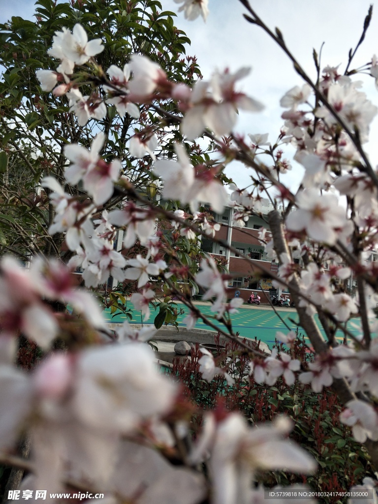 樱花