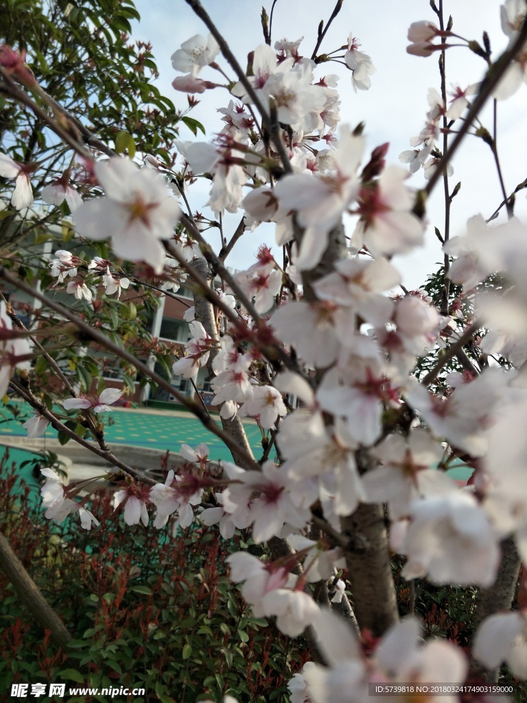 樱花