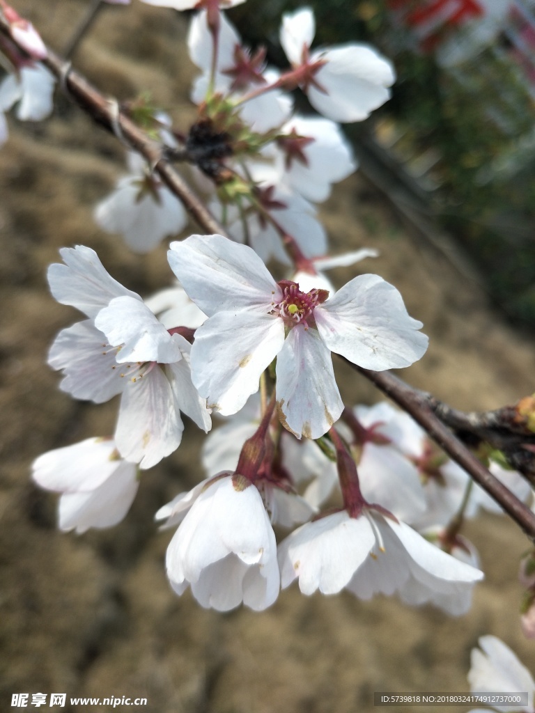 樱花