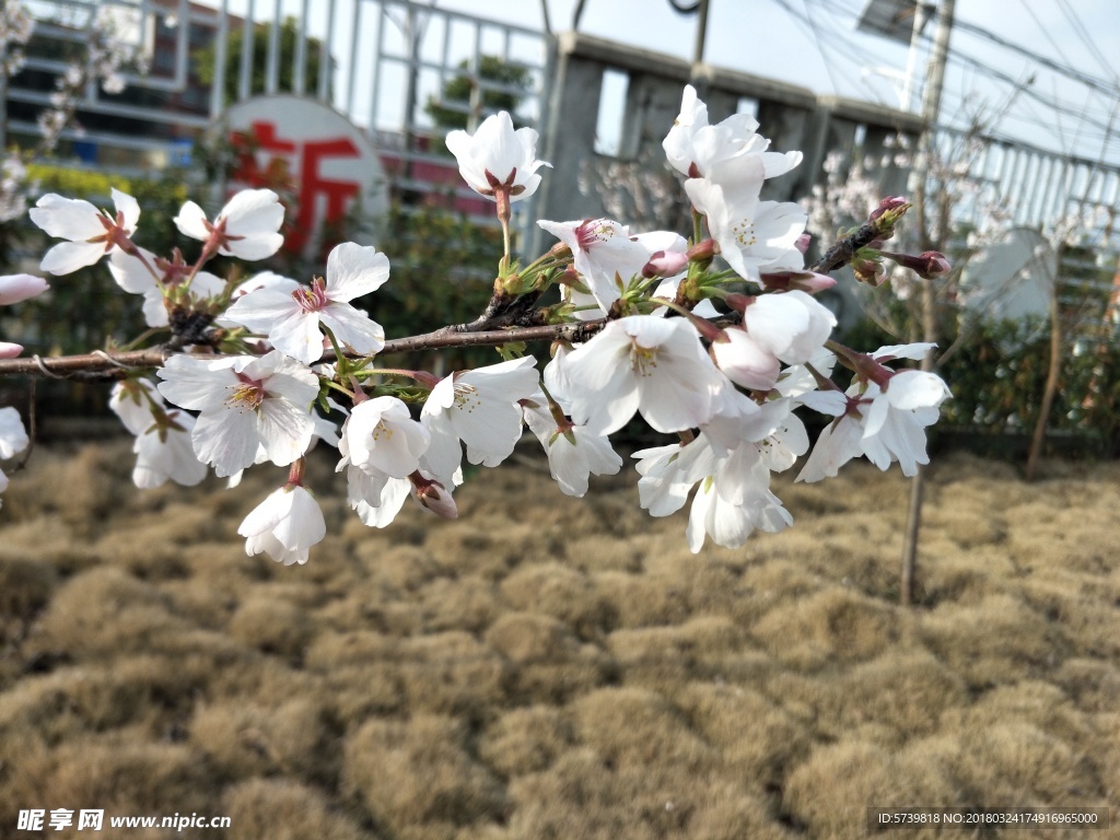 樱花