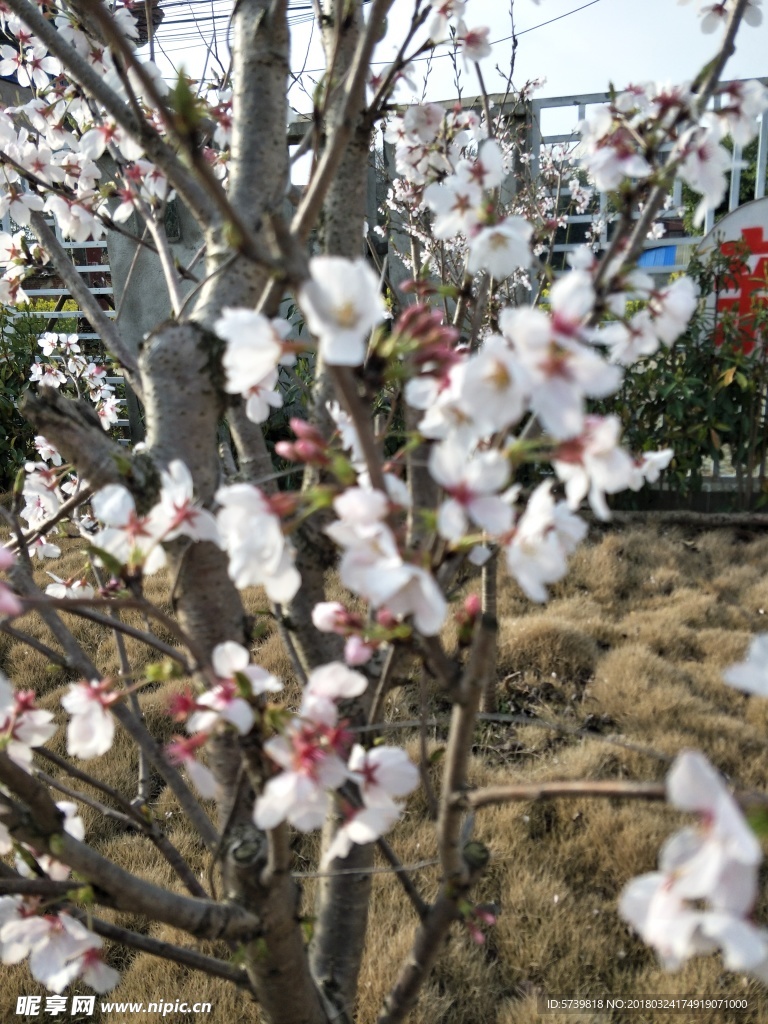 樱花